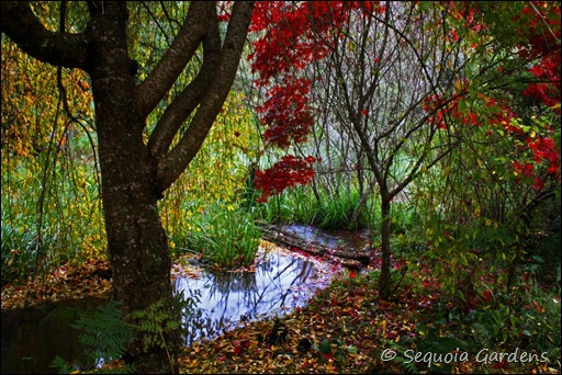 Weeping Cherry and Japanese Maple over the stream