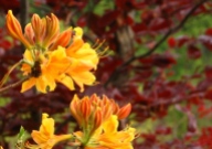 Copper beeches are a wonderful foil for the yellow molls azaleas.