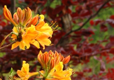 Copper beeches are a wonderful foil for the yellow molls azaleas.