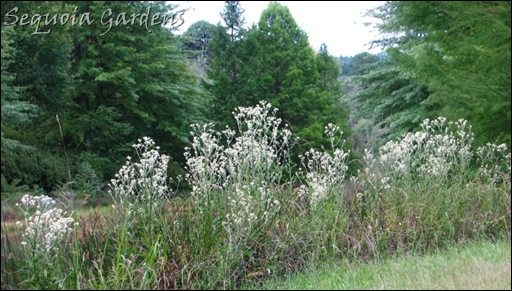 Helichrysum mundtii