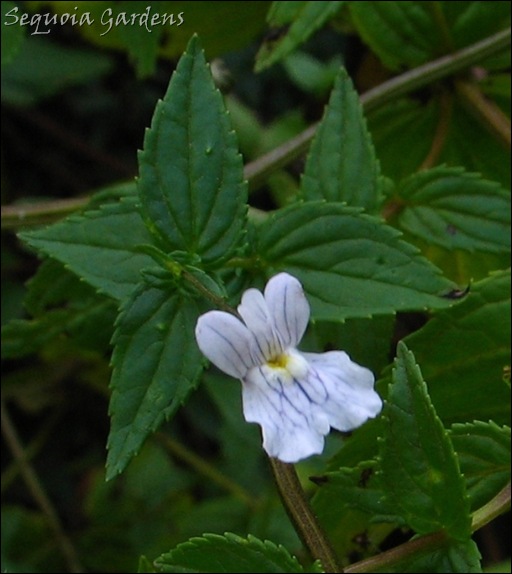 Nemesia albiflora 2