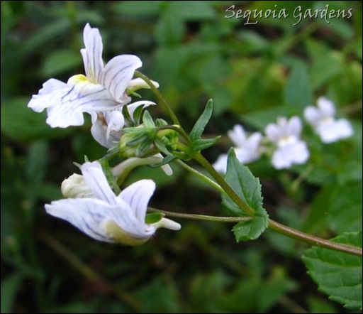 Nemesia albiflora