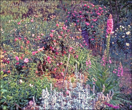 Rondel in bloom 1999