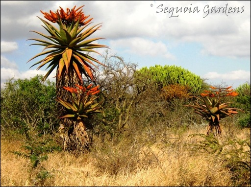 Aloe marlothii near the Tropic of Capricorn