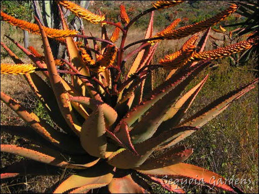 A particularly fine Aloe marlothii