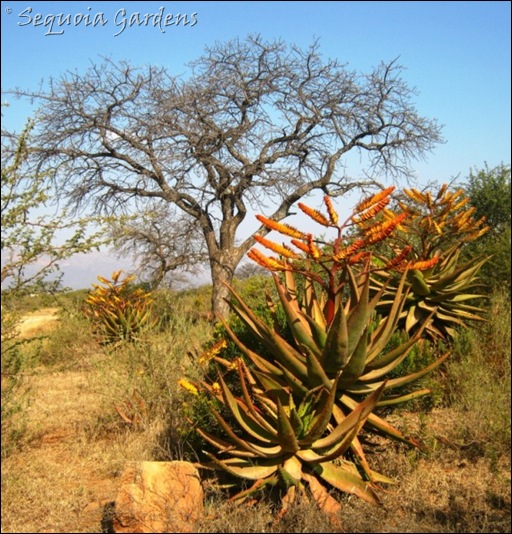 Maroela tree and Aloe marlothii near Magaedisha School