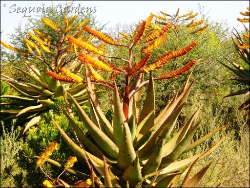 More Aloe marlothii near Magaedisha School
