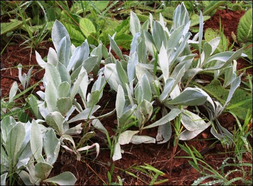 Interesting helichrysum