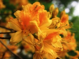 Yellow-azalea-at-Carpetgarden-2.jpg