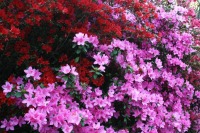 Colourful-azaleas.jpg