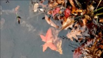 autumn-on-the-water_thumb.jpg