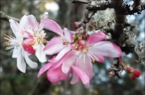 First-crabapple-blossoms-2_thumb.jpg