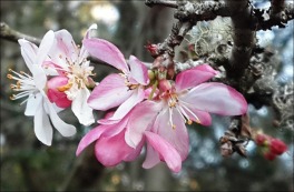 First-crabapple-blossoms-2_thumb.jpg